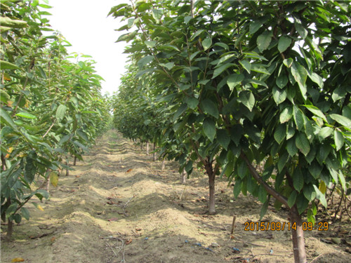 吉塞拉樱桃园土壤透气性如何改善？
