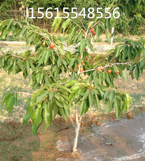矮化吉塞拉樱桃树