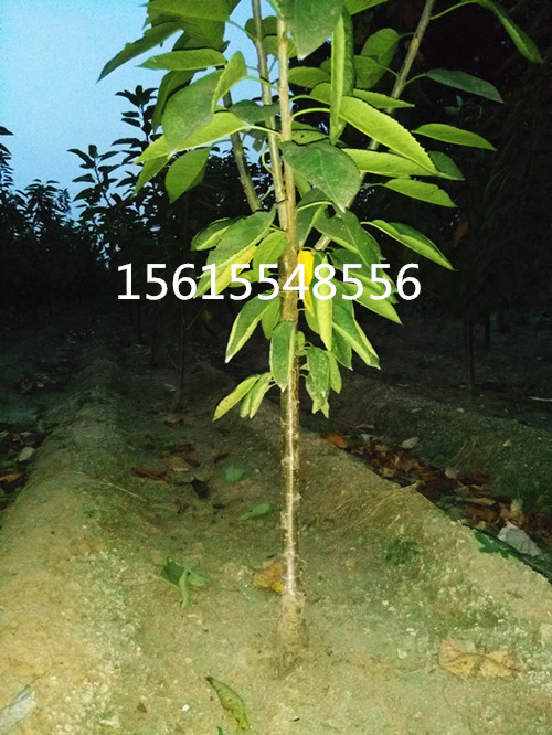 矮化樱桃树3-10公分，吉塞拉矮化樱桃树苗圃