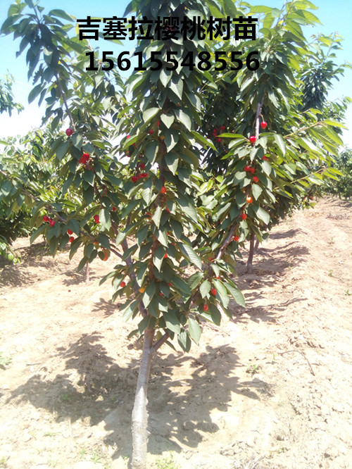 2016年吉塞拉樱桃树苗3公分-8公分结果