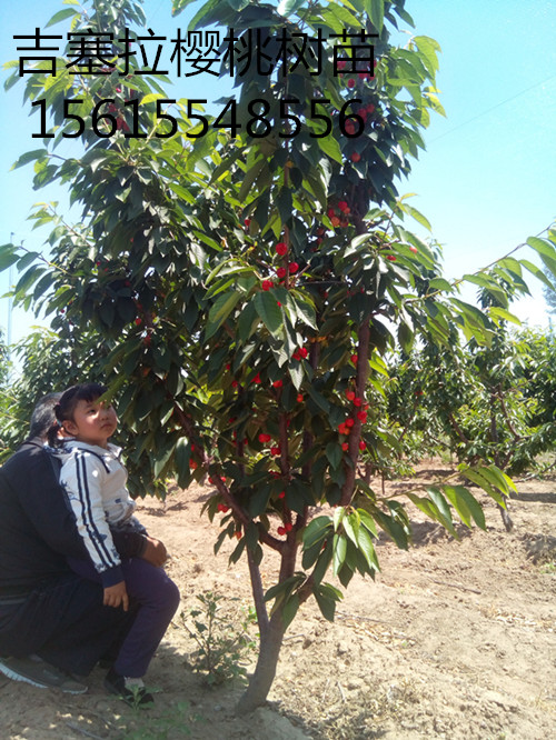 2016年吉塞拉樱桃树苗3公分-8公分结果