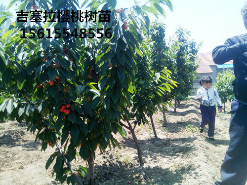 2016年吉塞拉樱桃树苗3公分-8公分结果照片