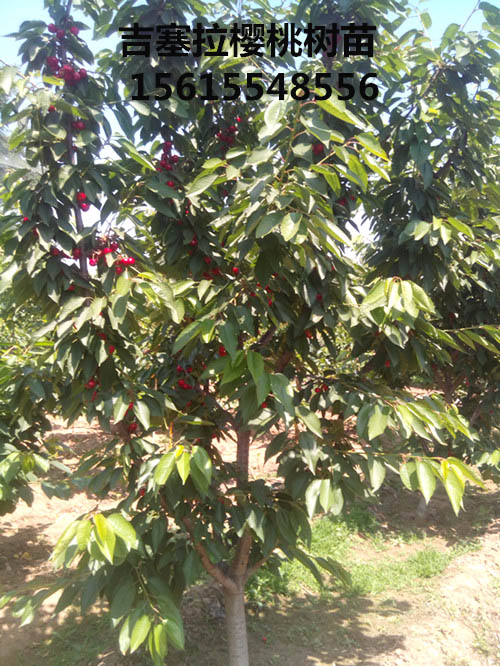 2016年吉塞拉樱桃树3公分--8公分结果