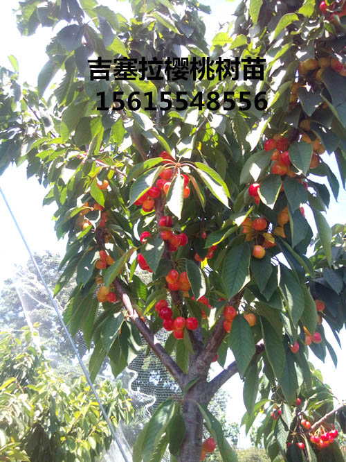 2016年吉塞拉樱桃树苗3公分-8公分结果照片