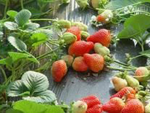 草莓苗盆栽
