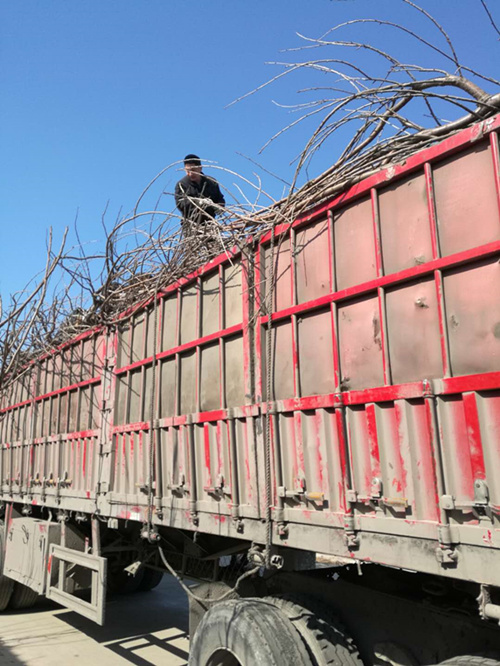 大樱桃苗 樱桃树苗装车