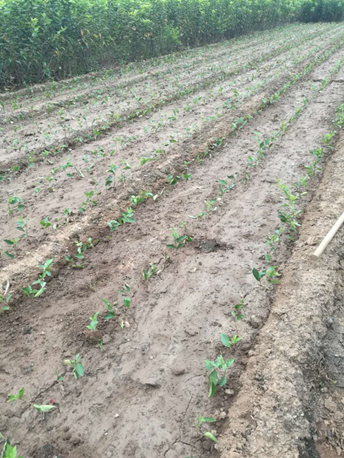 浅谈吉塞拉小苗种植方法（多图） 泰安金果树园艺场