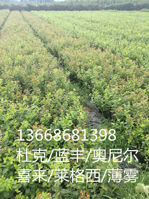 新品种蓝莓苗 山东蓝莓苗基地