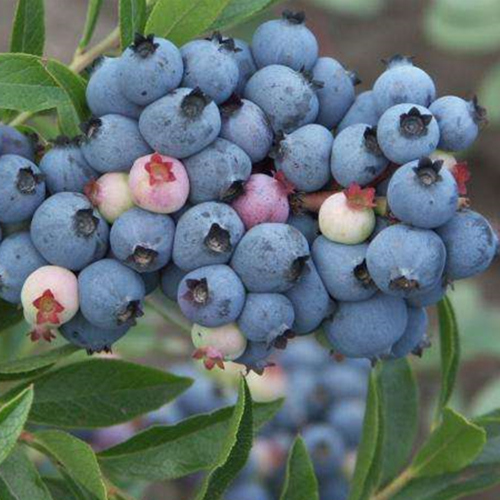 杜克蓝莓苗品种介绍
