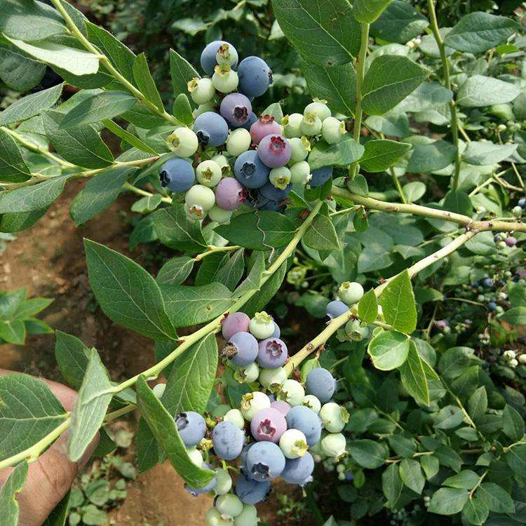 莱格西蓝莓苗品种介绍