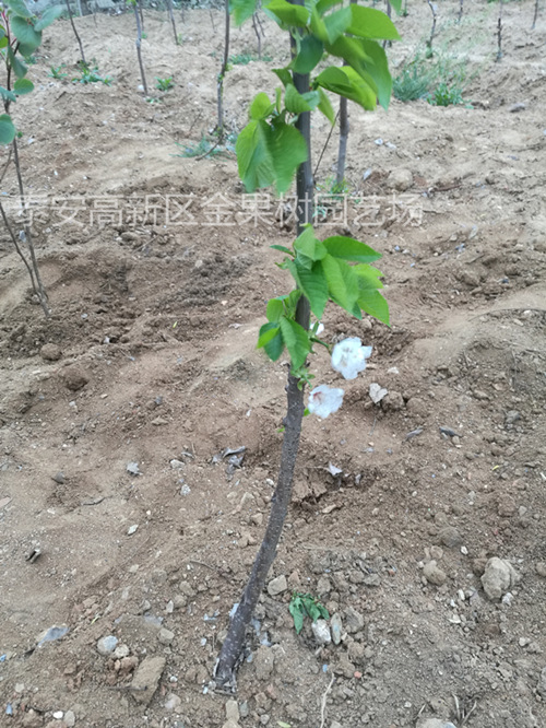 新种植吉塞拉樱桃苗的浇水方法