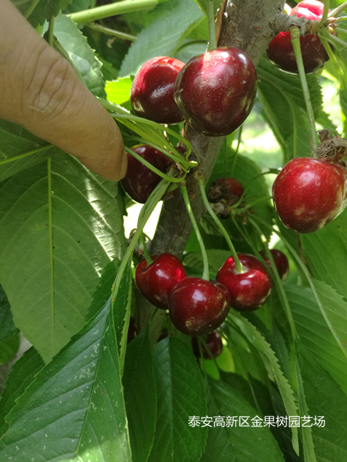 樱桃苗，吉塞拉樱桃苗，吉塞拉樱桃园土壤透气性如何改善？