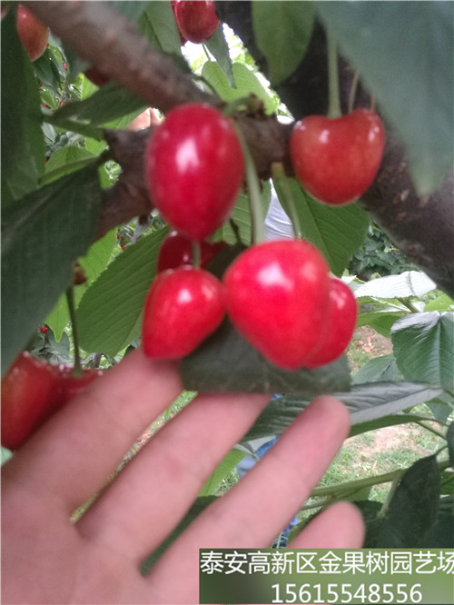 奇早樱桃品种介绍--超早熟大樱桃苗新品种