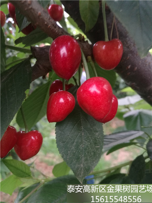 奇早樱桃苗品种介绍--超早熟大樱桃新品种