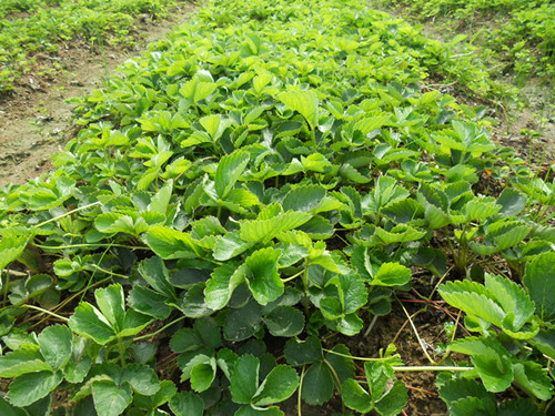草莓苗春季管理与草莓苗病虫害防治