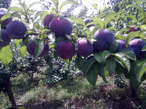 美国黑李树苗种植管理技术