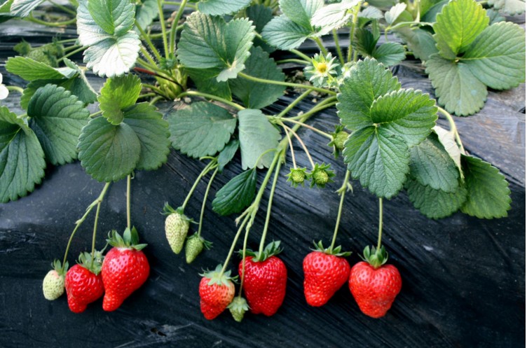 冬季大棚草莓苗管理要点