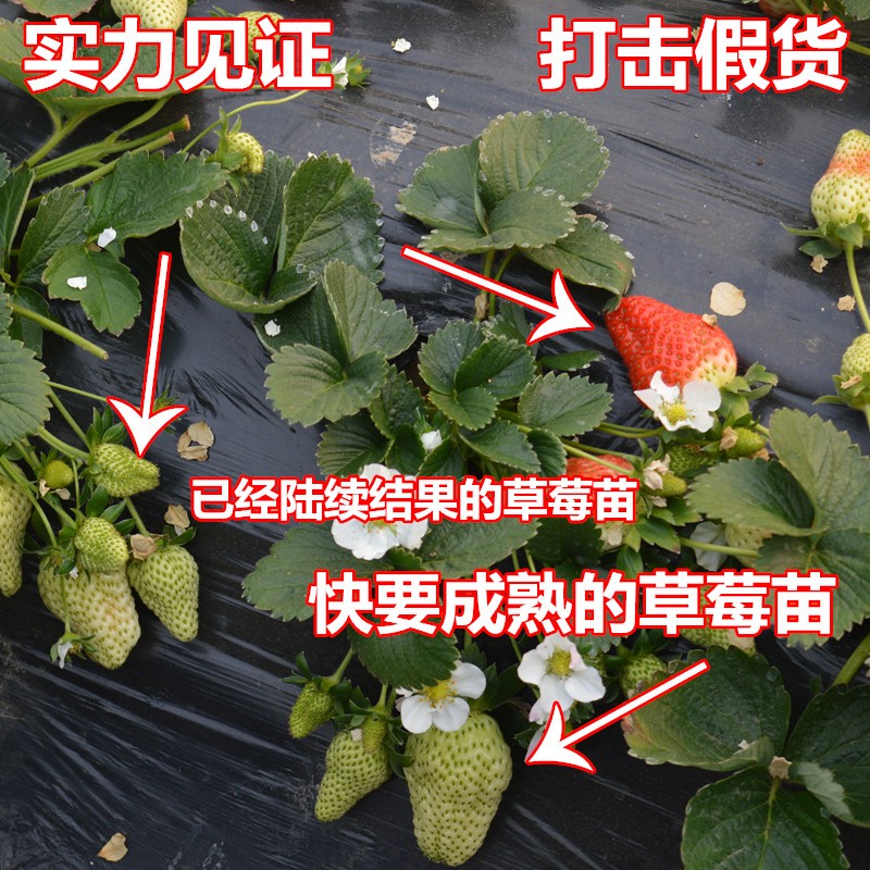 红颜，章姬，妙香七号草莓苗大棚种植技术