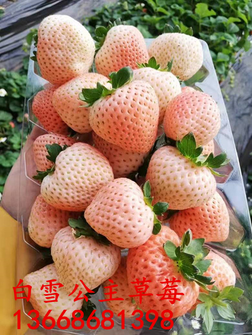 白雪公主草莓苗品种介绍