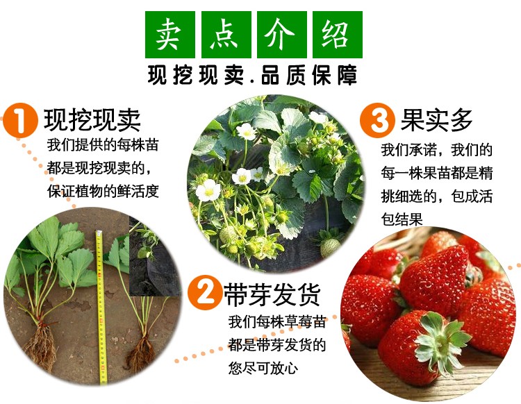 妙香7号草莓苗品种介绍