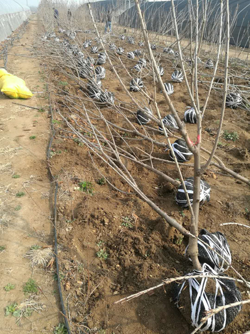 3公分和4公分吉塞拉矮化樱桃树1万棵出售